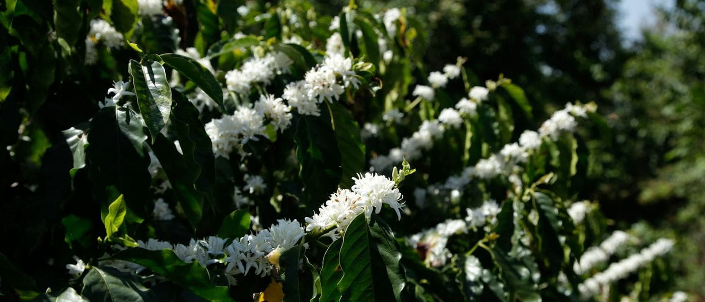 Coffee plants in blossom at a GHERI-UG agroforestry demonstration farm