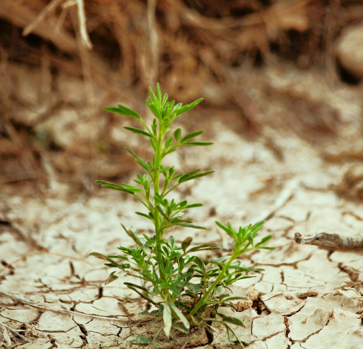 Understanding The Impact Of Climate Change On Agriculture
